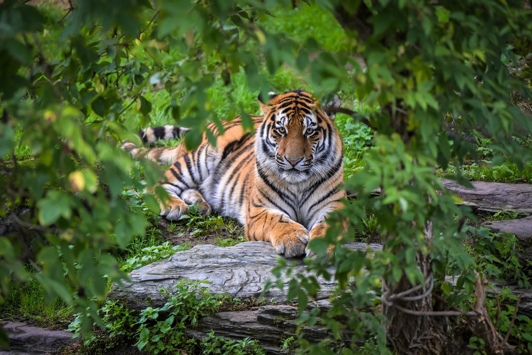 Tiger resting among foliage at Banham Zoo